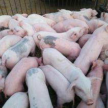 土杂猪厂家直销防疫齐全、品种齐全、欢迎选购。