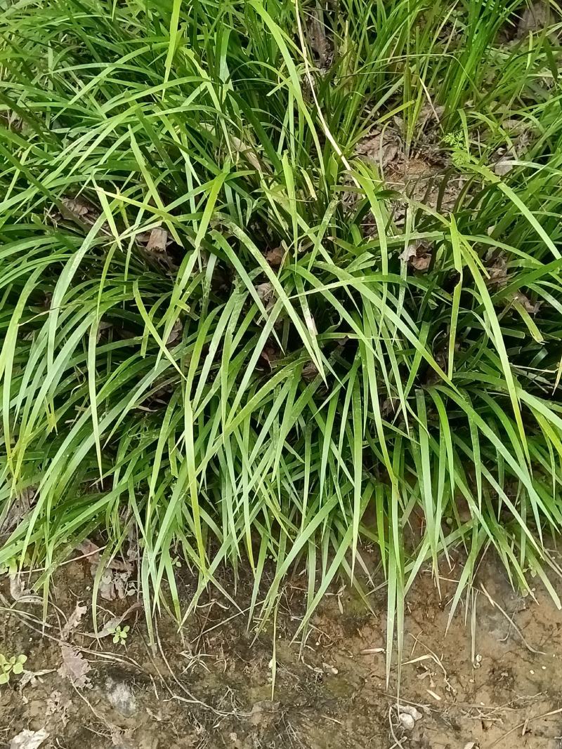 石菖蒲鲜货；种苗-下单挖苗发货，好种易成活。
