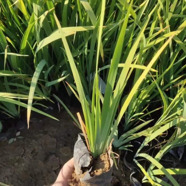 花菖蒲营养钵花菖蒲种植基地