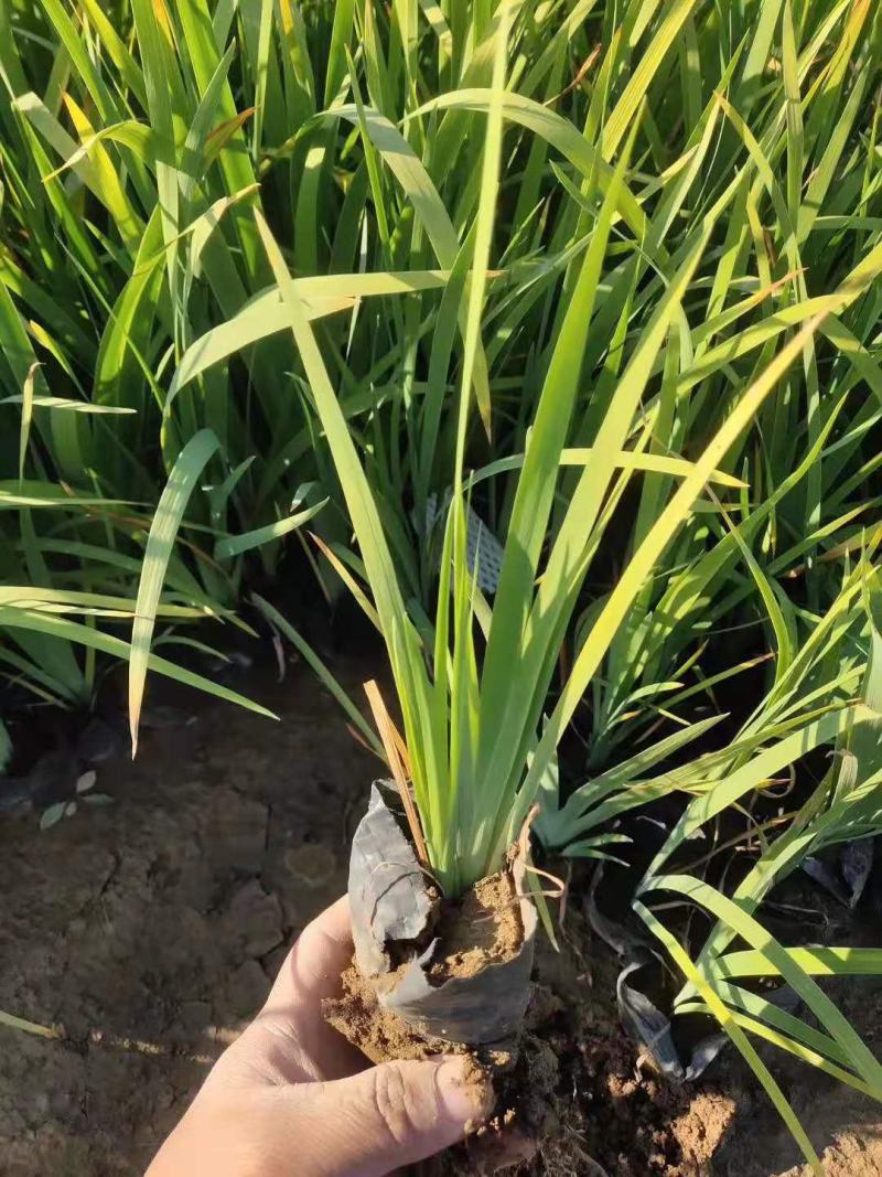 花菖蒲营养钵花菖蒲种植基地