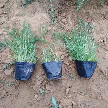 蓍草营养钵蓍草种植基地