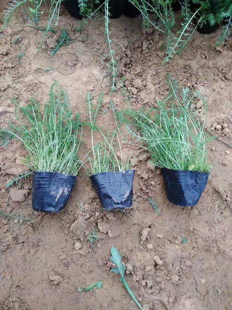 蓍草营养钵蓍草种植基地