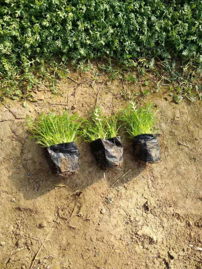 蓍草营养钵蓍草种植基地