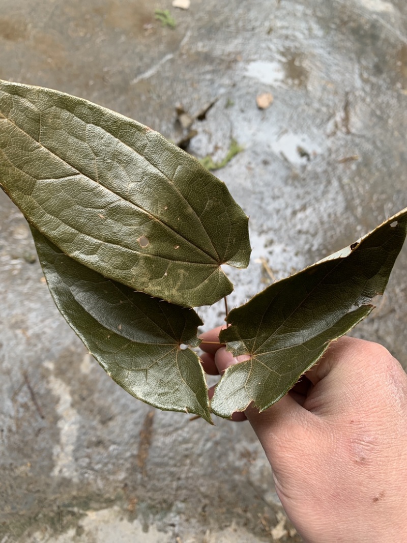 大山淫羊藿一手代理