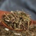 老鹳草中药材批发零售老鹤草老观草老贯草