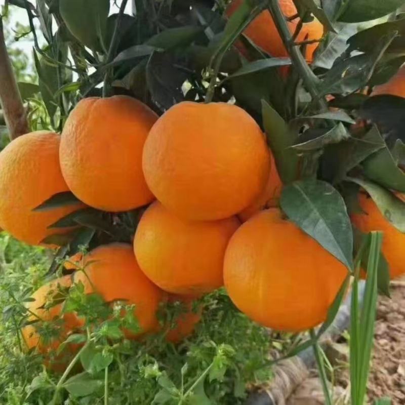 湖北九月红果冻橙脐橙口感甜大小匀称皮薄多汁果园看货现场采