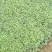 美国薄荷营养钵美国薄荷种植基地