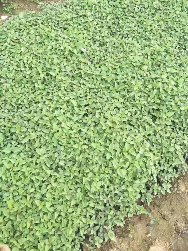 美国薄荷营养钵美国薄荷种植基地