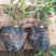 美国薄荷营养钵美国薄荷种植基地