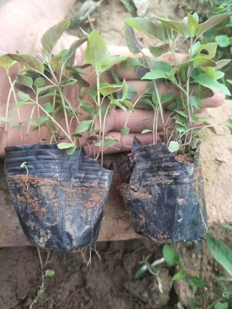 美国薄荷营养钵美国薄荷种植基地