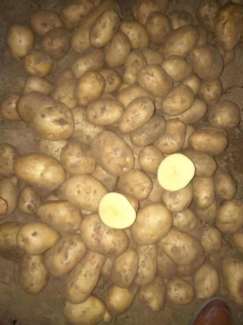 【优选】黑龙江土豆荷兰十五荷兰七颜色好薯型好土豆