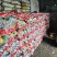 【优选】黑龙江土豆荷兰十五荷兰七颜色好薯型好土豆