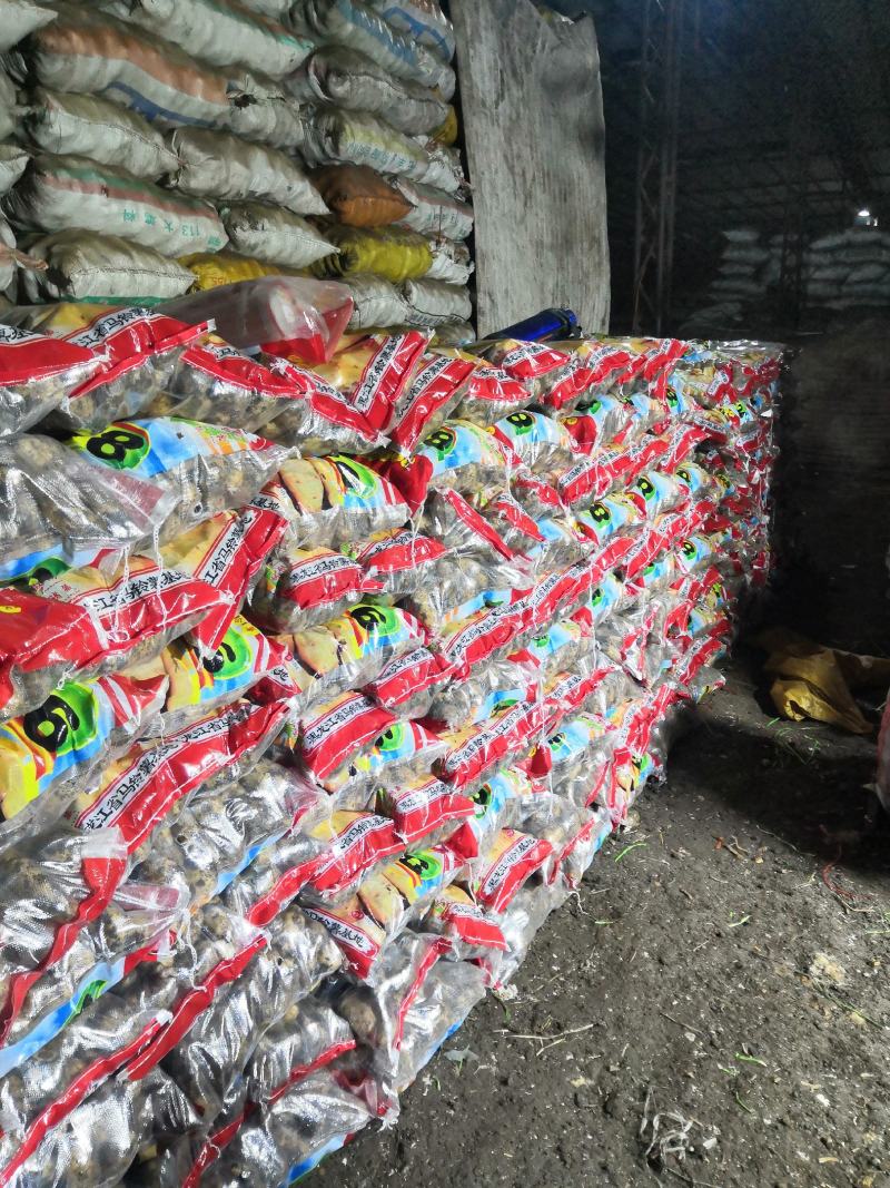 【优选】黑龙江土豆荷兰十五荷兰七颜色好薯型好土豆