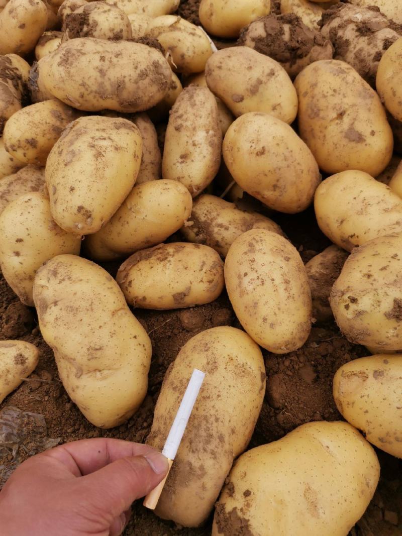 荷兰十五土豆量大可以优惠