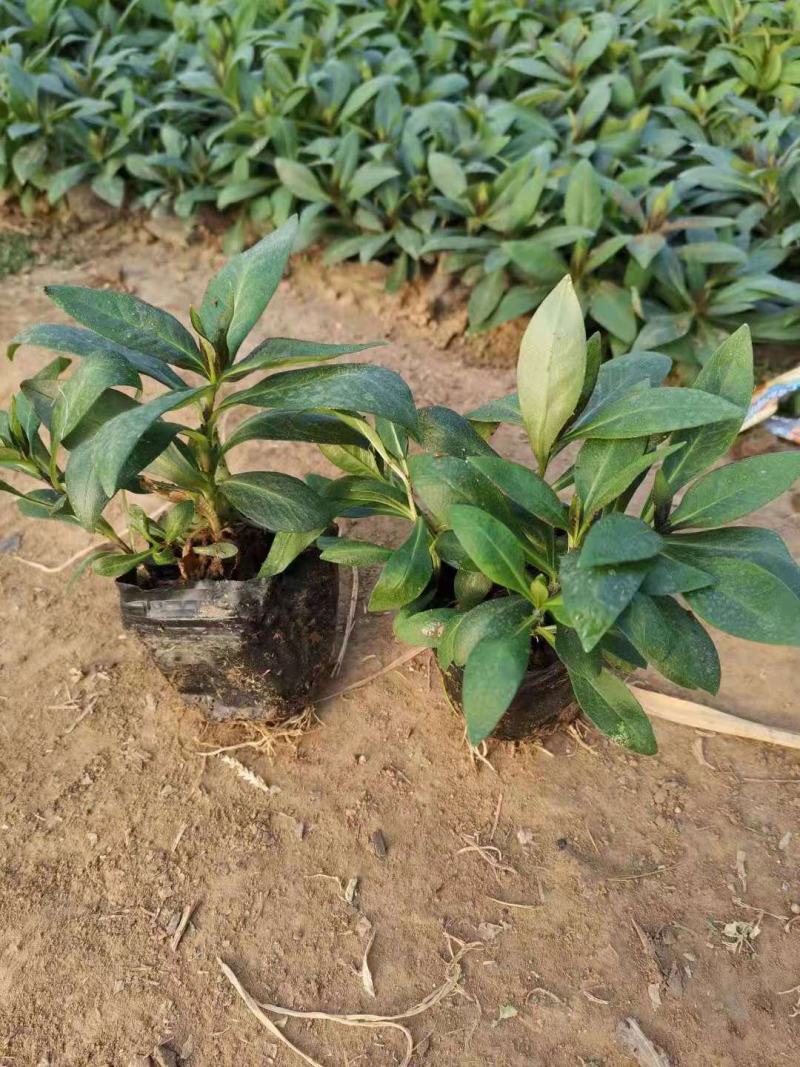 宿根福禄寿营养钵宿根福禄考种植基地