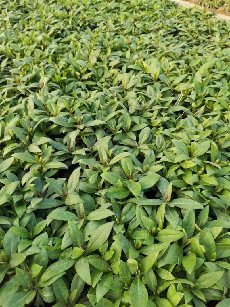 宿根福禄寿营养钵宿根福禄考种植基地