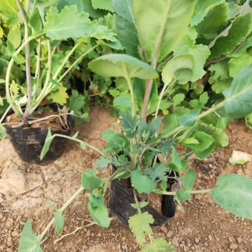 二月兰诸葛菜宿根花卉种植基地