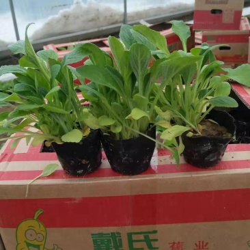 毛地黄宿根花卉种植基地