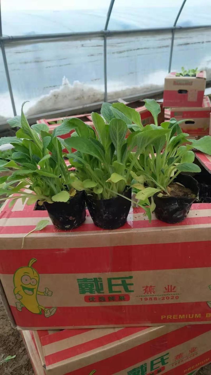 毛地黄宿根花卉种植基地