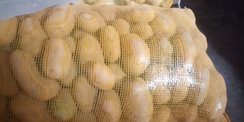 甘肃静宁早熟希森6号土豆