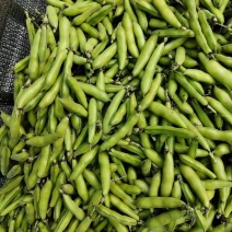 云南曲靖本地精品蚕豆胡豆新鲜胡豆大量上市欢迎各位老板