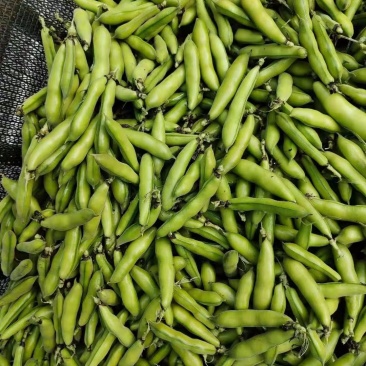 云南曲靖本地精品蚕豆胡豆新鲜胡豆大量上市欢迎各位老板