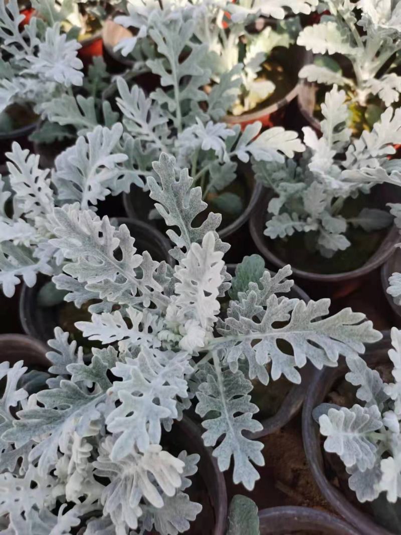 银叶菊营养钵银叶菊双色盆银叶菊