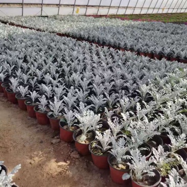 银叶菊营养钵银叶菊双色盆银叶菊