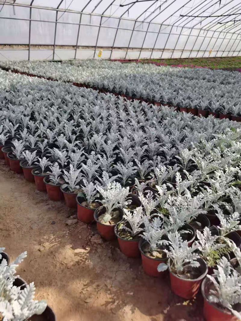 银叶菊营养钵银叶菊双色盆银叶菊