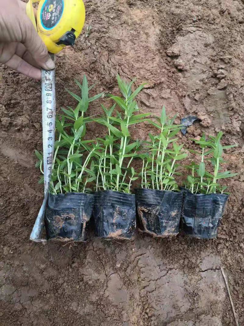 千屈菜营养钵千屈菜种植基地
