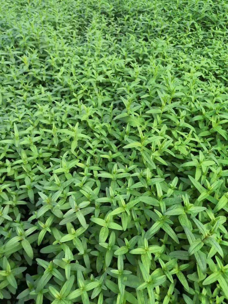 千屈菜营养钵千屈菜种植基地