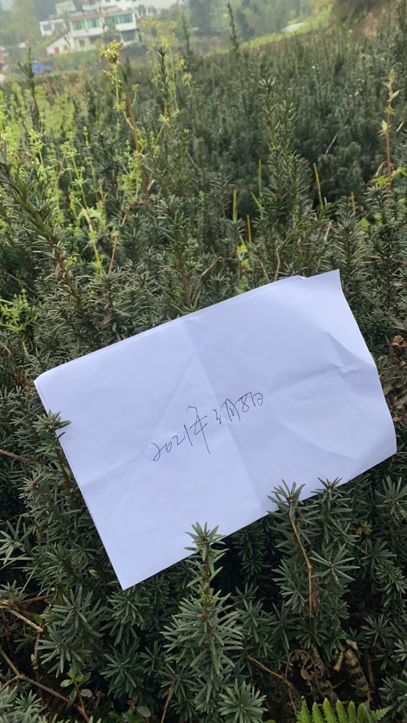 曼迪亚红豆杉大批量出售，保证品质，诚信经营