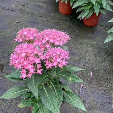 繁星花双色盆繁星花批发