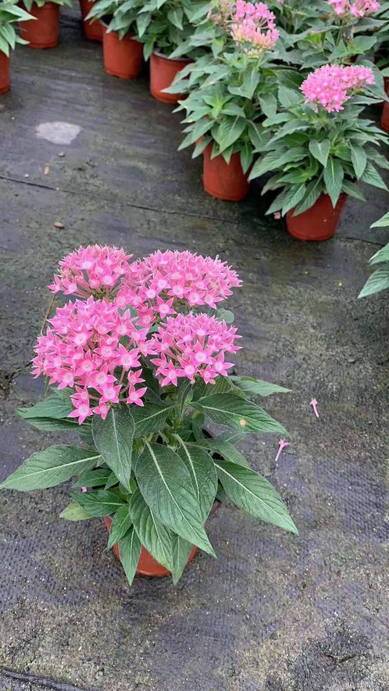 繁星花双色盆繁星花批发