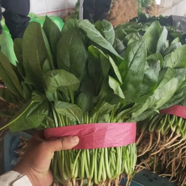 产地直销菠菜，量大质优欢迎各地老致电，，
