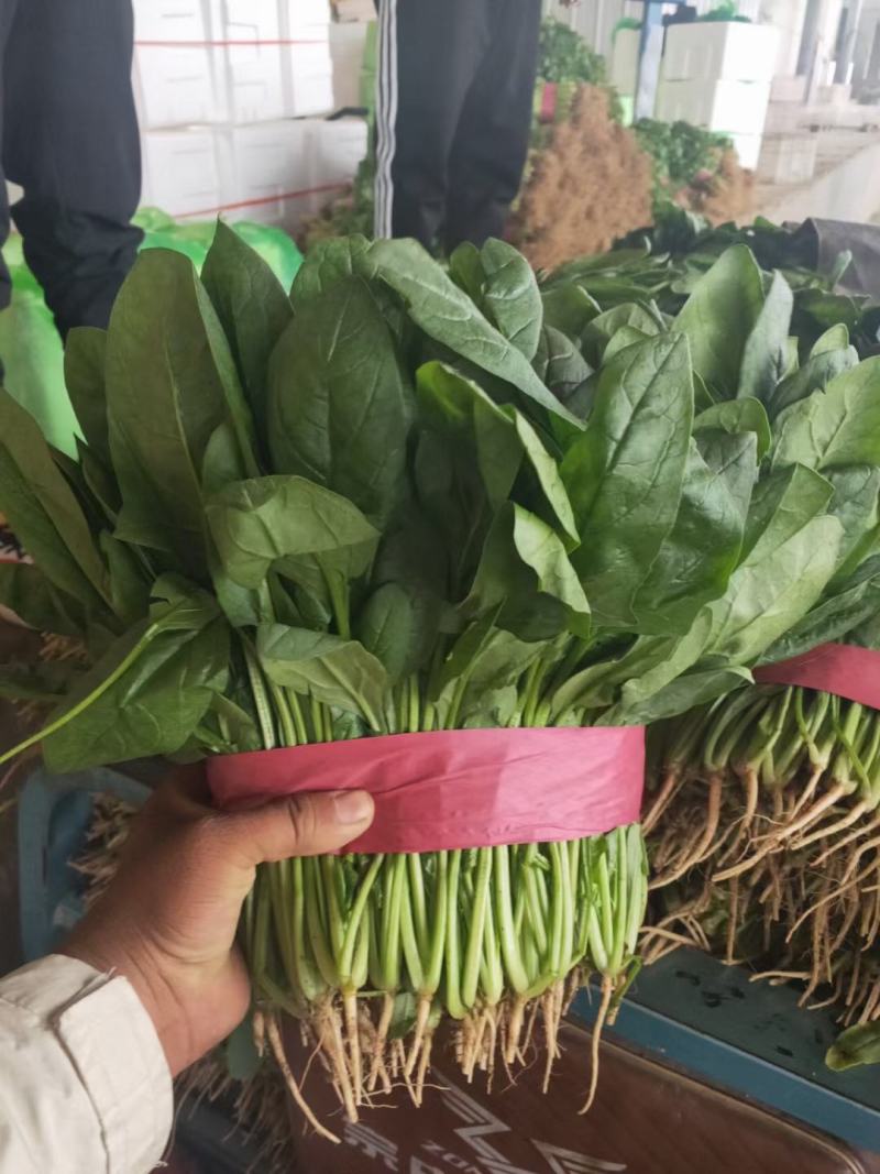 产地直销菠菜，量大质优欢迎各地老致电，，