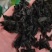 裙带菜海木耳海白菜35斤40斤厂家供货量大价优