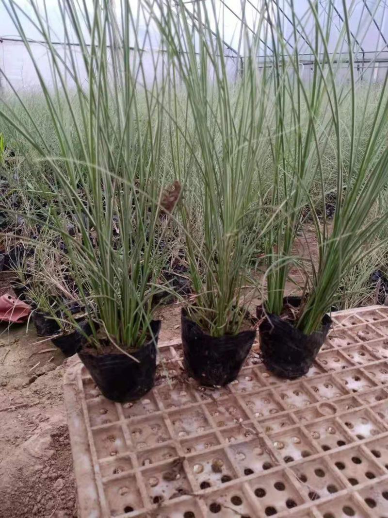 晨光芒观赏草种植基地