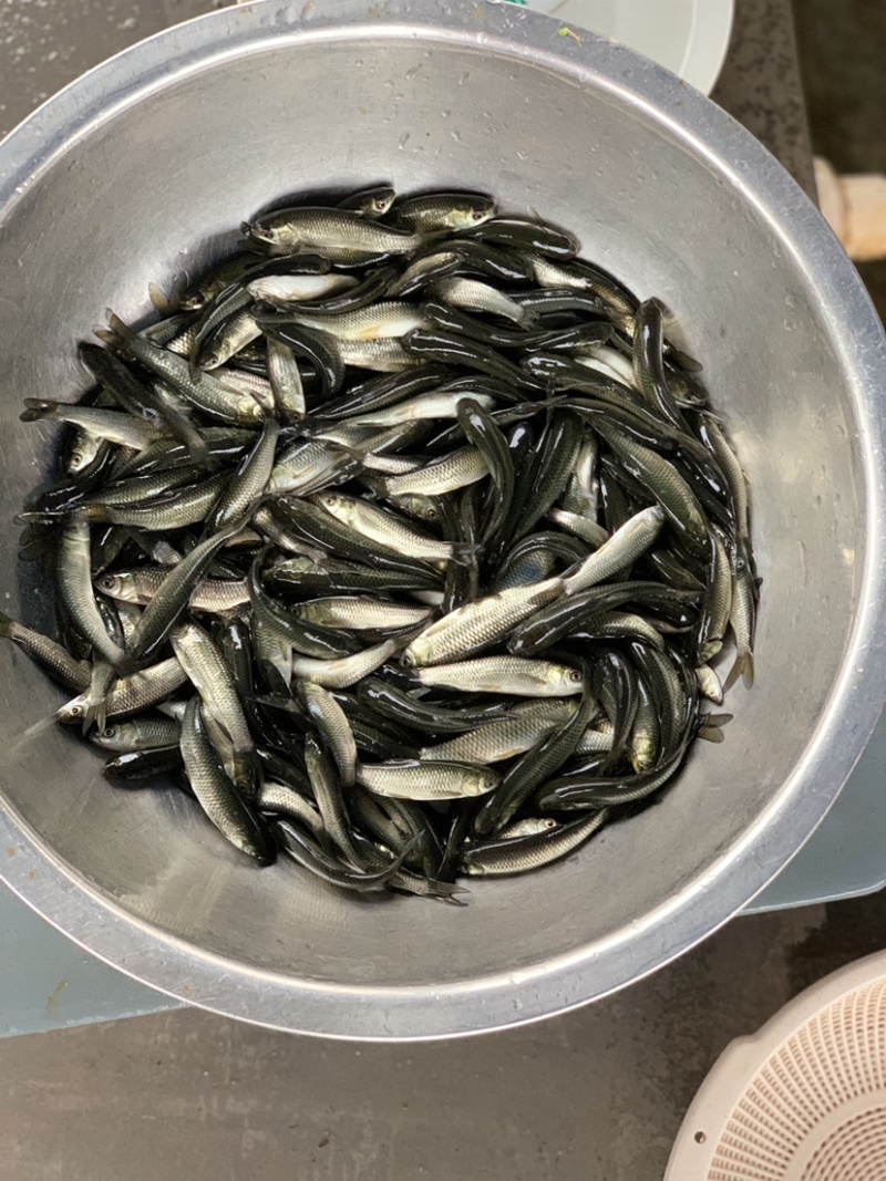 草鱼苗规格均匀白鲩鱼苗大规格淡水养殖吃草草鱼四大家鱼苗