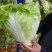 夏阳白菜小青棵白菜发青发绿个头大小均匀没有黑点