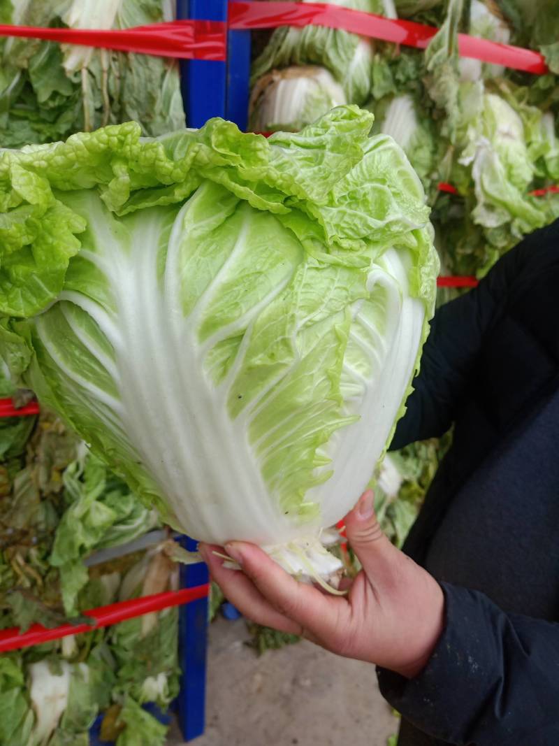 夏阳白菜小青棵白菜发青发绿个头大小均匀没有黑点
