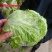 夏阳白菜小青棵白菜发青发绿个头大小均匀没有黑点