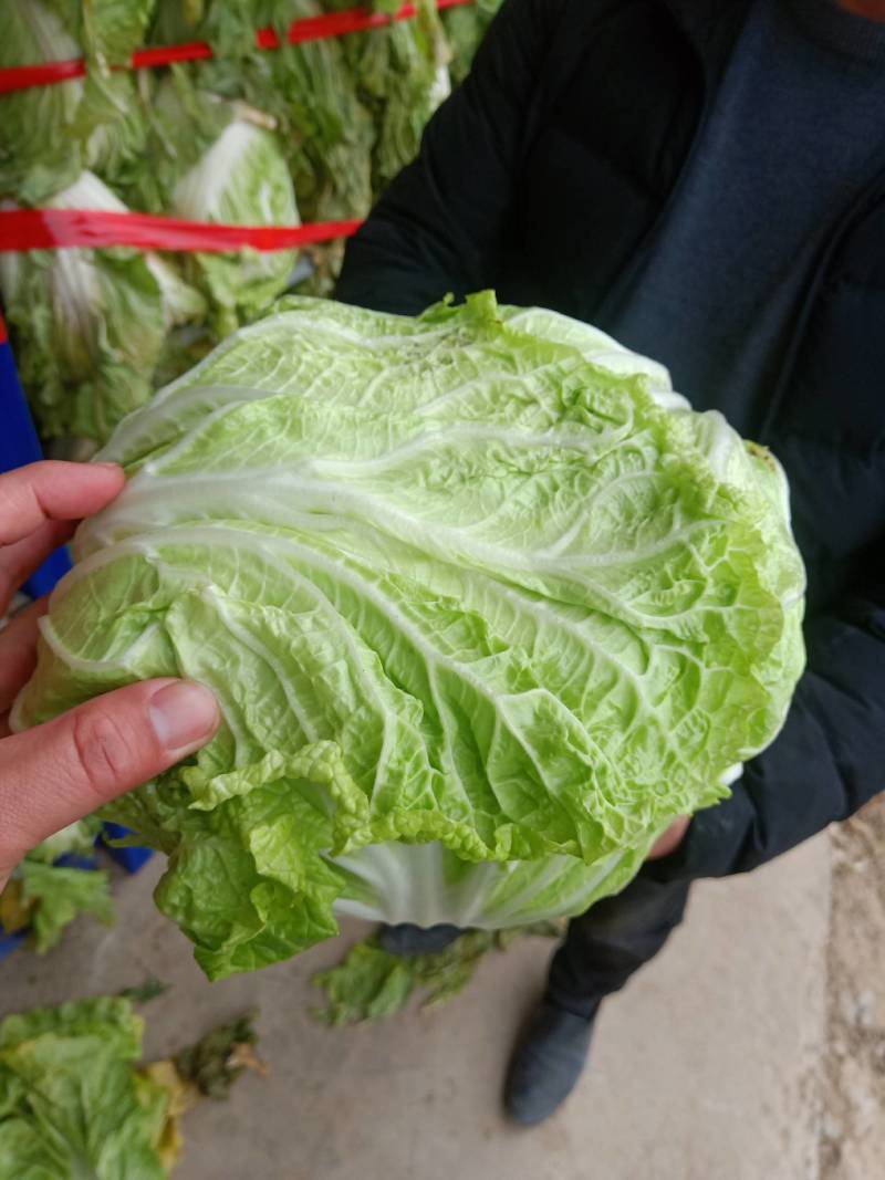 夏阳白菜小青棵白菜发青发绿个头大小均匀没有黑点
