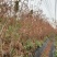 中山杉套袋苗中山杉118．405.406.407中山杉