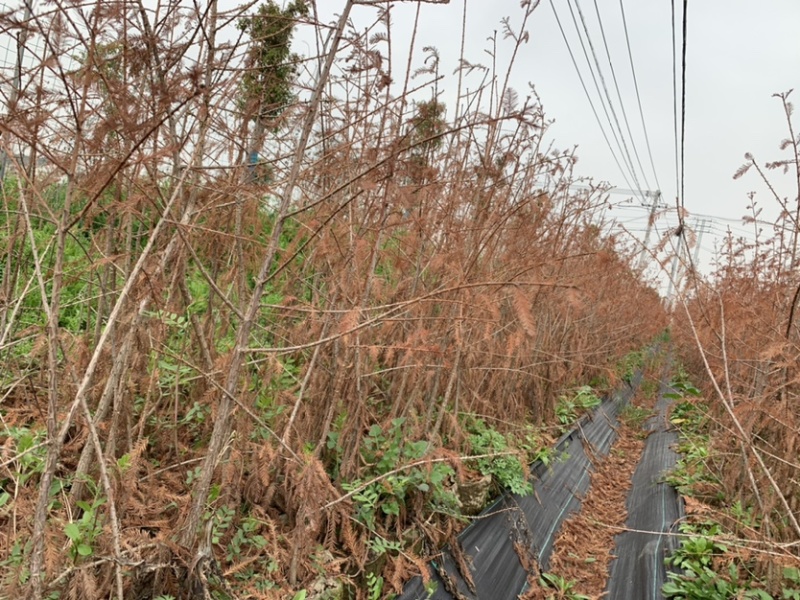 中山杉套袋苗中山杉118．405.406.407中山杉
