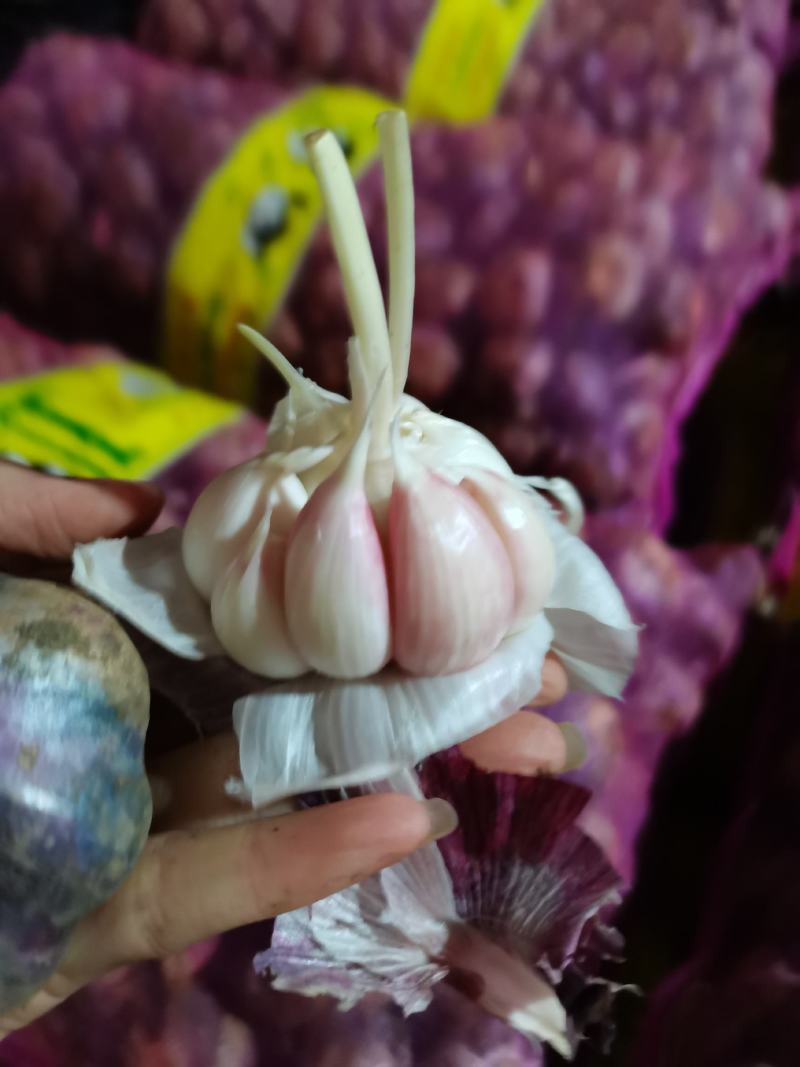 云南紫皮鲜大蒜现货，一件50斤左右，颗粒饱满，个头大