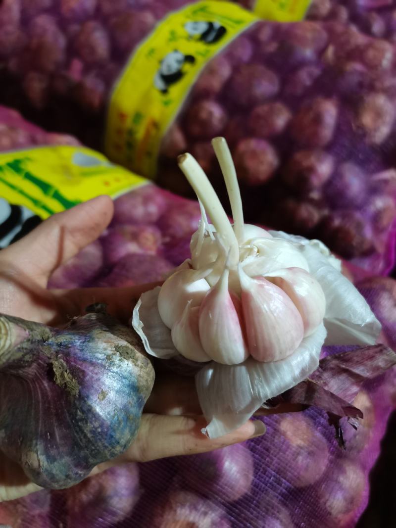 云南紫皮鲜大蒜现货，一件50斤左右，颗粒饱满，个头大