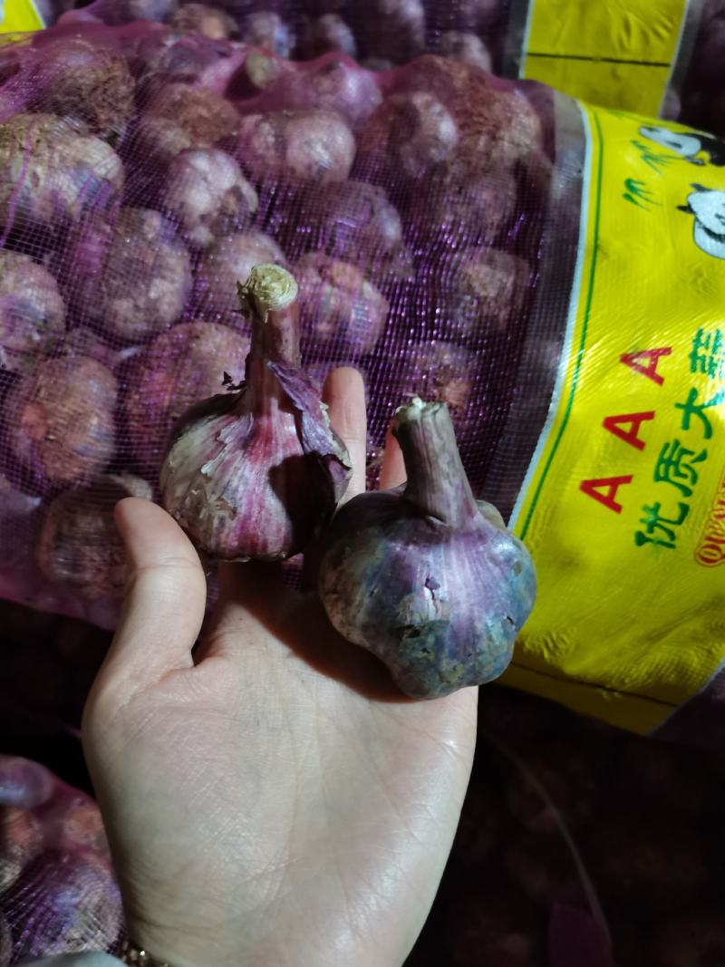 云南紫皮鲜大蒜现货，一件50斤左右，颗粒饱满，个头大