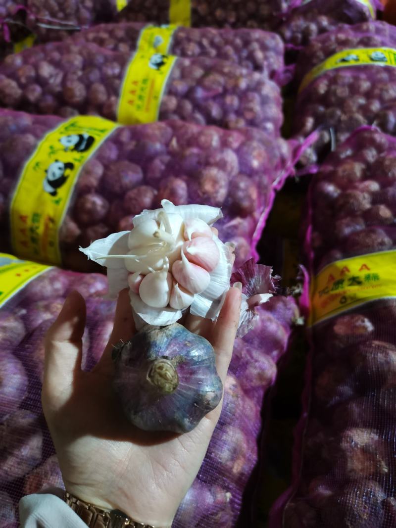云南紫皮鲜大蒜现货，一件50斤左右，颗粒饱满，个头大