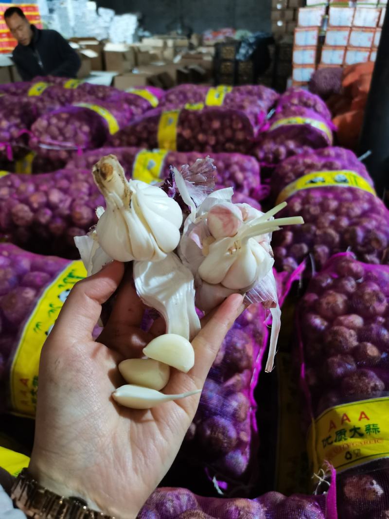 云南紫皮鲜大蒜现货，一件50斤左右，颗粒饱满，个头大